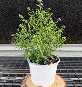 Aster, Henry I Blue - 6" Pot