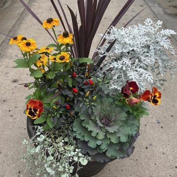 Fall Mixed Patio Planter Workshop
