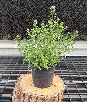 Aster, Henry I Blue - 4.5" Pot
