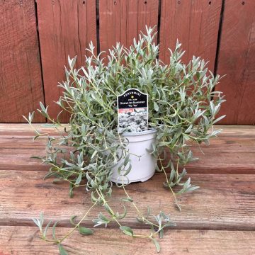 Cerastium tomentosum 'Yo Yo' - 6" Pot