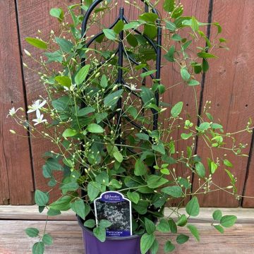 Clematis paniculata, Size #1