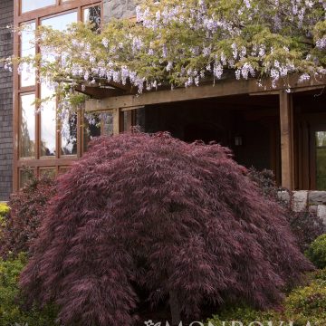 NON-HARDY: Acer 'Crimson Queen', SIze #2