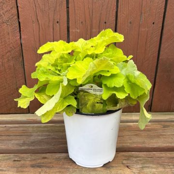Heuchera 'Citronelle', Size #1