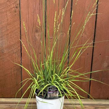 Molinia arundinacea 'Skyracer', Size #1