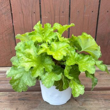 Heuchera 'Lemon Supreme', Size #1