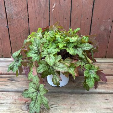 Heucherella 'Alabama Sunrise', Size #1