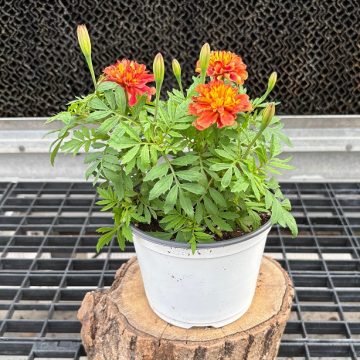 Marigold 'Strawberry Blonde'- 6" Pot