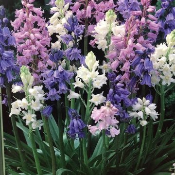 Hyacinthoides hispanica Mixture - 10 Bulbs