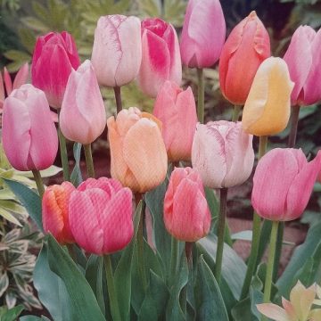 Tulip 'Easter Joy Mixture' - 7 Bulbs Per Package