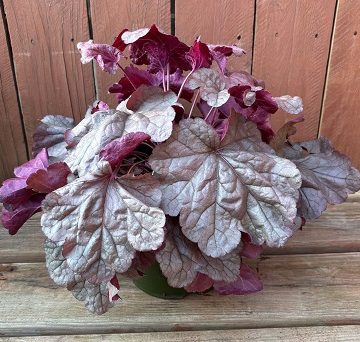 Heuchera 'Iridescent', Size #1