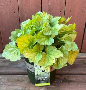 Heuchera 'Sea Glass', Size #1