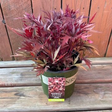 Heuchera 'FYRE WING™ Hematite', Size #1