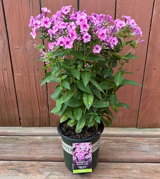 Phlox 'Flame® Pink Improved', Size #1