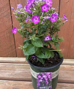 Phlox 'Flame® Purple Eye', Size #1
