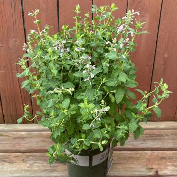 Nepeta 'Whispurr™ Pink', Size #1