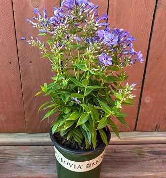 Phlox 'Flame® Blue Ice', Size #1
