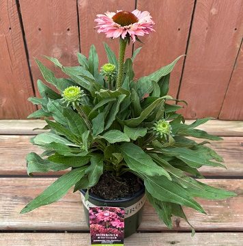 Echinacea 'SunSeekers® Pink Grapefruit', Size #1