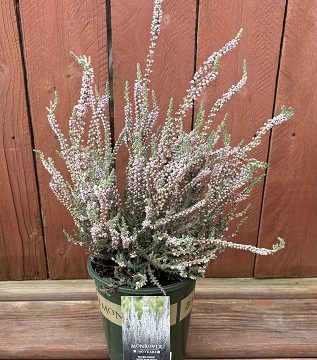 Calluna 'Silver Knight', Size #1