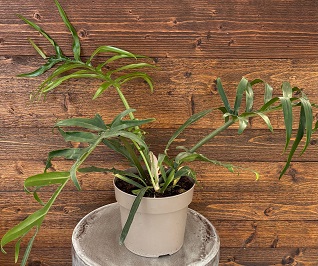 Philodendron 'Prismacolor™ Twisted Sister™ - 17cm