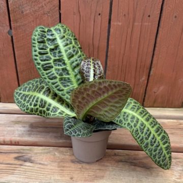 Labisia 'Tropical Tapestry® KuraKura™' - 12cm Pot