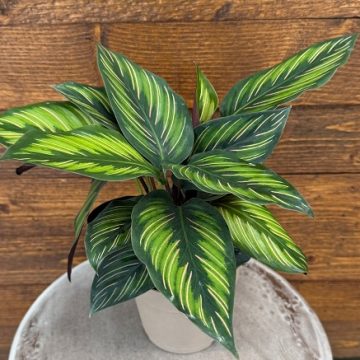 Calathea 'Color Full™ Beauty Star' - 12cm Pot