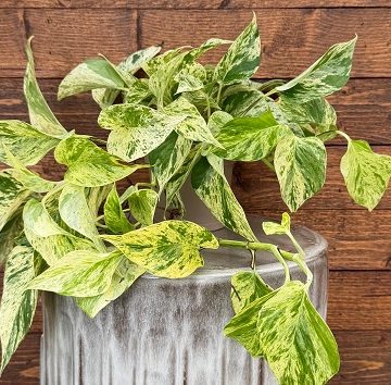Epipremnum 'BeautiFall® Snow Leopard' - 12cm Pot