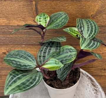 Geogenanthus 'Jungle Diva® Roxie™' - 12cm Pot