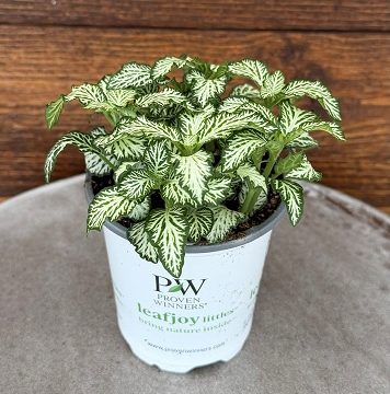 Fittonia 'Network News™ All The Time™' - 9cm