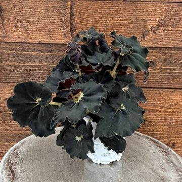 Begonia Rex 'Bold Belles™ Black Mamba' - 9CM