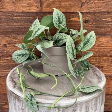 Scindapsus 'Shimmering Falls® Green Anaconda'