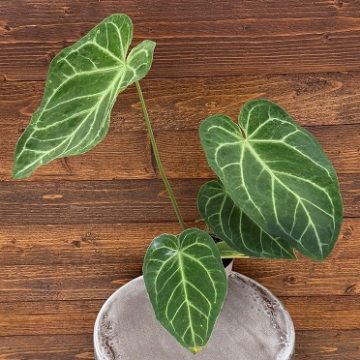 Anthurium 'Arching Amour™ Heart's Afire™' - 12cm