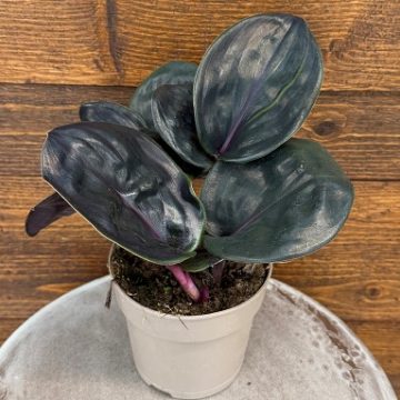Geogenanthus 'Jungle Diva® Leila™' - 12cm Pot