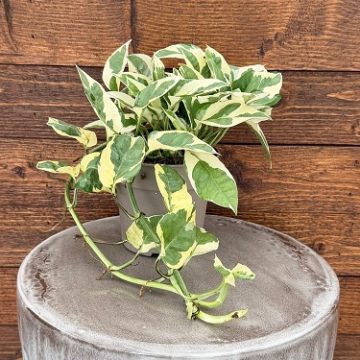 Epipremnum 'BeautiFall® Njoy' - 12cm Pot