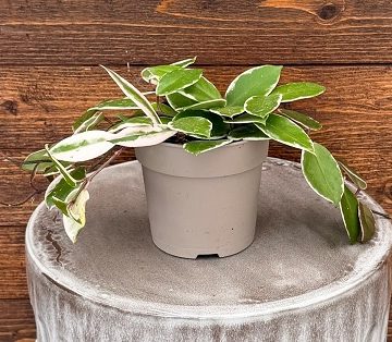 Hoya 'Endless Cascades™ Shining Sea Star™' - 12cm