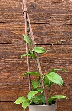 Hoya 'Endless Cascades™ Quinquenervia' - 12cm Pot