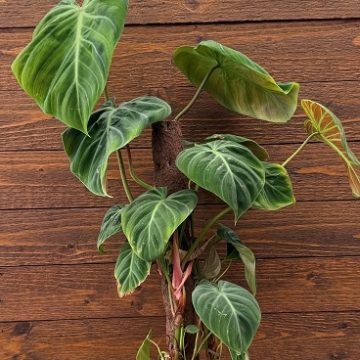 Philodendron 'Prismacolor™ Toasted Toffee™' - 12cm