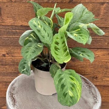Maranta 'Siesta™ Say Grace™' - 12cm Pot