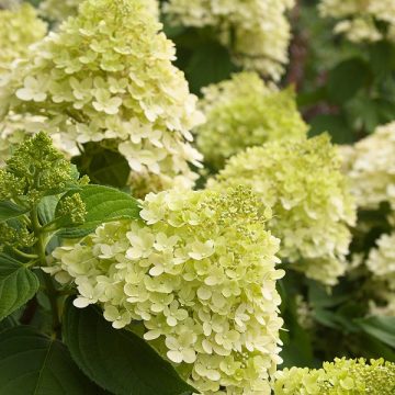LIMELIGHT HYDRANGEA TREE, SIZE #7
