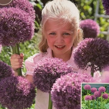 Allium 'Pinball Wizard'- 1 Bulb Per Package