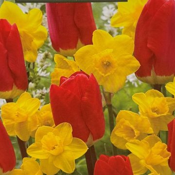 Mixed Bulbs, Summer Breeze Blend- 15 Bulbs / Pack