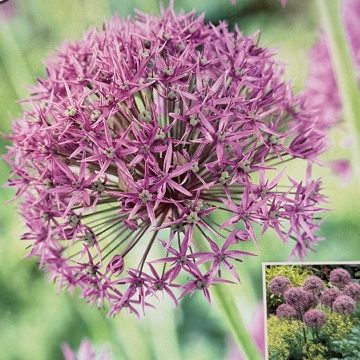 Allium 'Violet Beauty'- 8 Bulbs Per Package