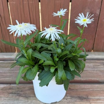 Leucanthemum 'Angel Daisy® Carpet Angel™', Size #1