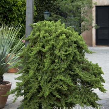 DWARF JAPANESE GARDEN JUNIPER, SIZE #5