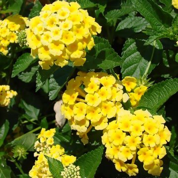 LANTANA 'CHAPEL HILL™', SIZE #3 PATIO TREE