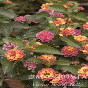 LANTANA 'CONFETTI™', SIZE #3 PATIO TREE