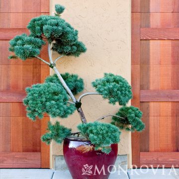 FRENCH BLUE SCOTCH PINE POM POM, SIZE #10