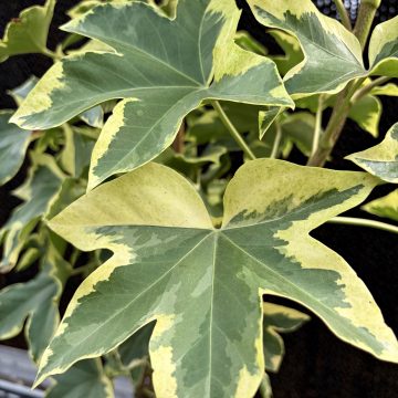Fasthedera 'Angiostar', Size #2