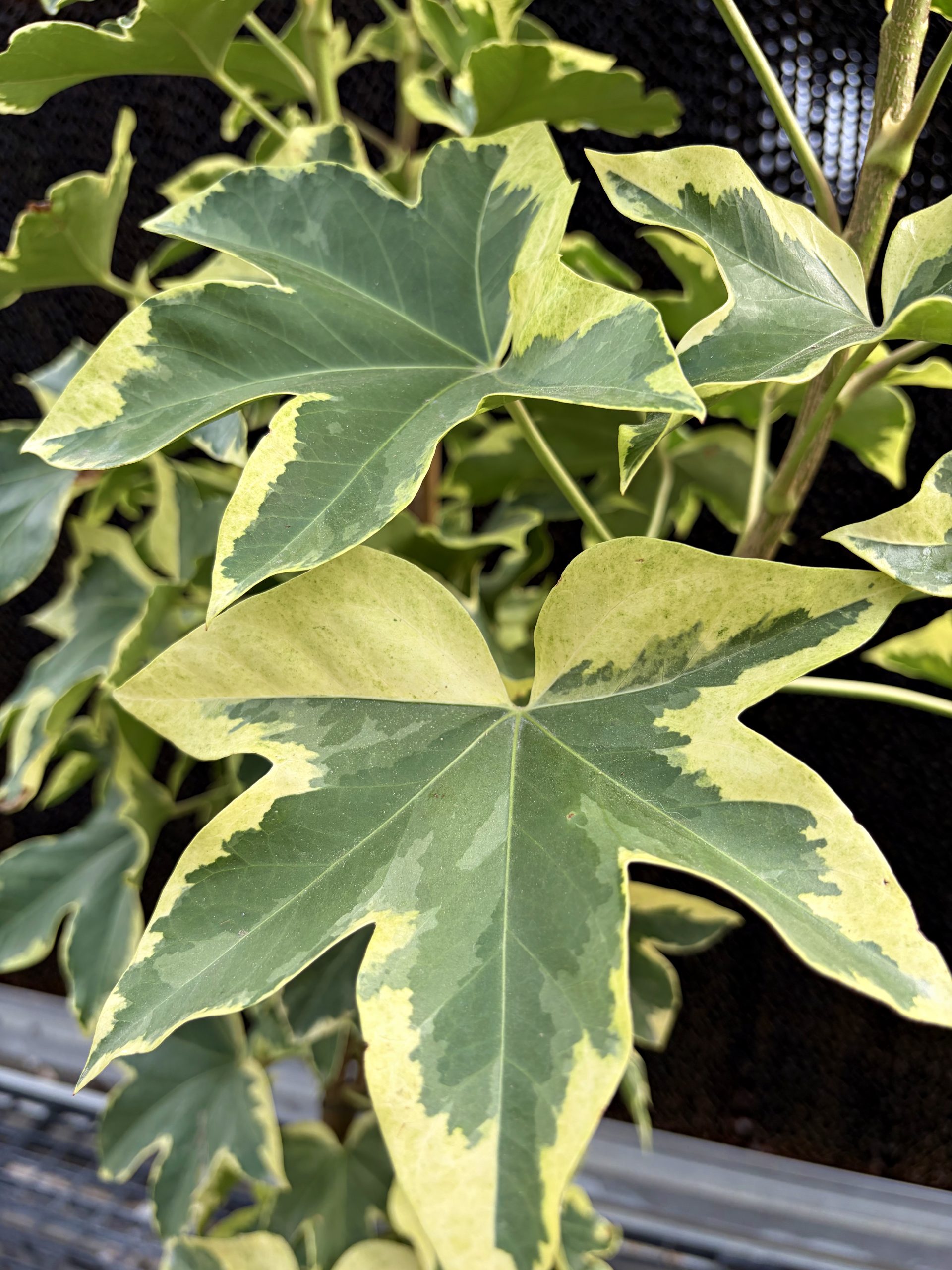 Fasthedera 'Angiostar', Size #2
