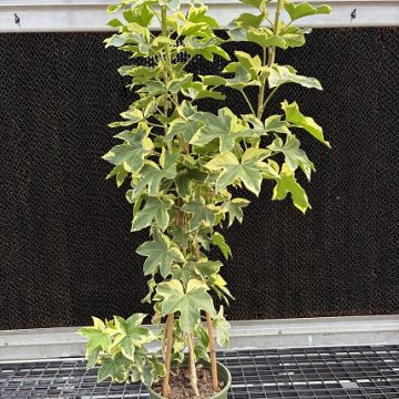 Fasthedera 'Angiostar', Size #2