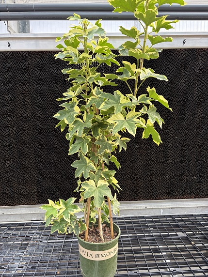 Fasthedera 'Angiostar', Size #2